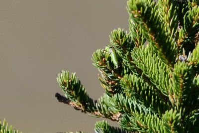 MIRALP_w_20130923_1542_b_R-Kunz_kl.JPG