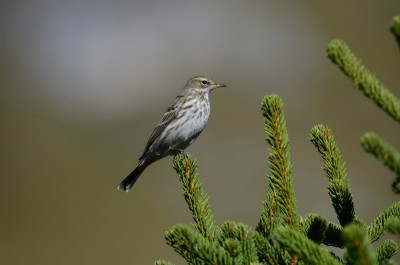 Anthus spinoletta auf ebendieser Tännchengruppe