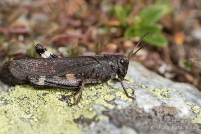 Rotflügelige Schnarrschrecke (Psophus stridulus)