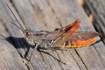 Chorthippus brunneus oder eisentrauti?