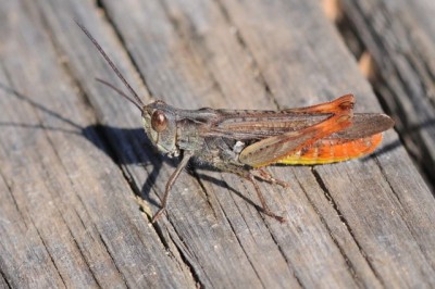 Chorthippus brunneus oder eisentrauti?