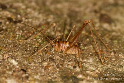 Männchen der Höhlenschrecke Dolichopoda geniculata