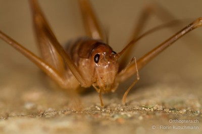 Portrait eines Männchens von Dolichopoda geniculata