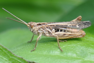 Chorthippus biguttulus_Detail 2013-07-25 10-27-20 - DSC_0003.jpg