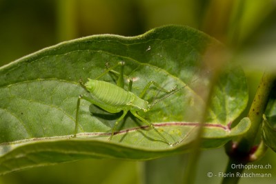 Leptophyes cf. laticauda aus dem Tessin. Die kräftigen Cerci sprechen ebenfalls für Leptophyes laticauda.