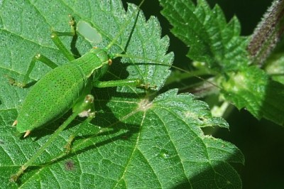 Larve von L. punctatissima, Aufnahmedatum 23.06.2012