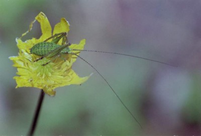 Foto von fkohl.de