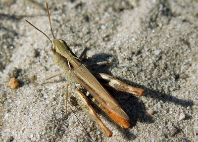 Chorthippus vagans Männchen? Habe genau von dieser Schrecke kein anderes Bild machen können