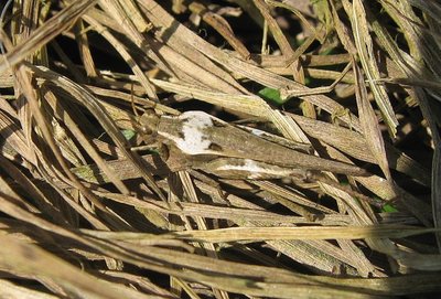 Tetrix subulata, 17-04-2011, Gablitz, NÖ