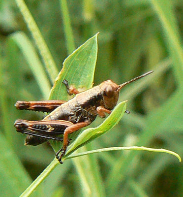 22.06.2010 SG Gommiswald