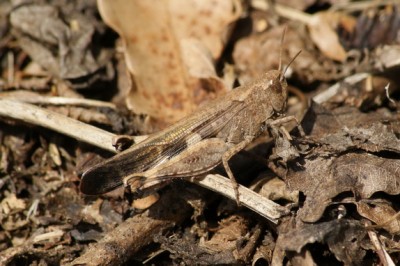 16  Ailopus strepens Braune Strandschrecke 3_Bildgröße ändern_Bildgröße ändern.JPG