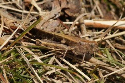 16 Ailopus strepens Braune Strandschrecke 2_Bildgröße ändern_Bildgröße ändern.JPG