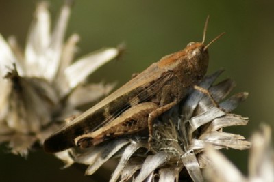 16 Ailopus strepens Braune Strandschrecke 11_Bildgröße ändern_Bildgröße ändern.JPG