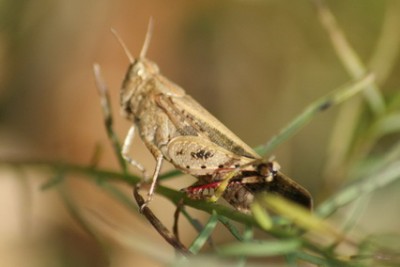 16 Ailopus strepens Braune Strandschrecke 12_Bildgröße ändern_Bildgröße ändern.JPG