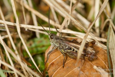 Nachtigall-Grashüpfer (Chorthippus biguttulus) ♂ am 06.01.2014