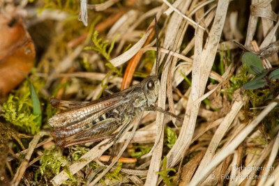 Nachtigall-Grashüpfer (Chorthippus biguttulus) ♂ am 06.01.2014