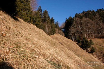 Der Lebensraum ist südexponiert, gut besonnt, die Vegetation aber erstaundlich kurz.