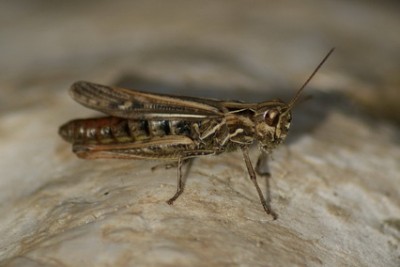 17 Chorthippus eisentrauti 4_Bildgröße ändern_Bildgröße ändern.JPG