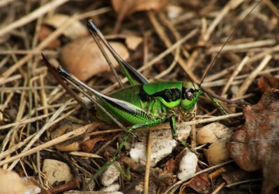 Eupholidoptera chabrieri Grüne Strauchschrecke 1_Bildgröße ändern_Bildgröße ändern.JPG