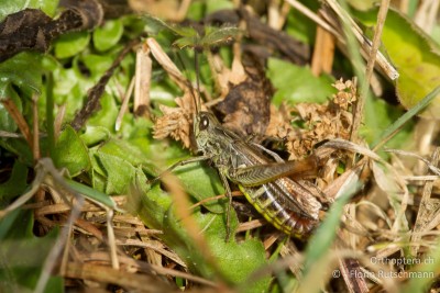 Nachtigall-Grashüpfer (Chorthippus biguttulus) ♂ singend am 12.01.2014