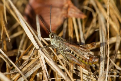 Nachtigall-Grashüpfer (Chorthippus biguttulus) ♂ am 12.01.2014