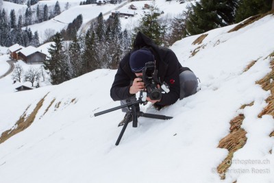 Es dauert nicht lange bis die ersten auf dem Schnee erspäht wurden. So ist es ein Einfaches die Heuschrecken zu fotografieren. Ihre Körperhaltung ist bei den Temperaturen nur etwas entstellt.