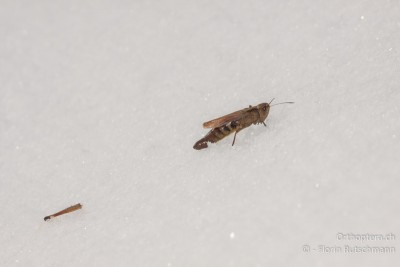 Auf dem kalten Schnee spielten sich dramatische Szenen ab. Dieses Weibchen der Roten Keulenschrecke lag auf dem Rücken im Schnee und hatte sich so lange versucht wieder in Position zu bringen, bis ihr das Hinterbein abfiel. Dann geht's halt im Schneckentempo ohne dieses weiter!