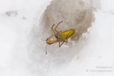 Als wir wieder gingen, lag die Arme bewegunsunfähig vor Kälte auf dem Rücken in einem Schneeloch.