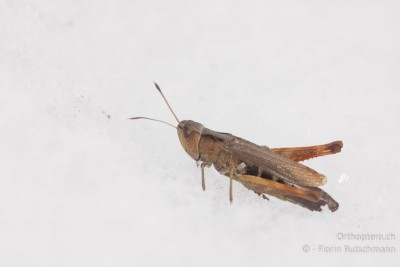 Aber nicht allen erging es so schlecht. Dieses ♀ der Roten Keulenschrecke marschierte zwar etwas verlangsamt aber ganz munter auf der Schneedecke herum.