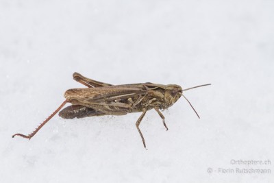 Lediglich ein Weibchen des Nachtigall-Grashüpfers fanden wir auf dem Schnee.