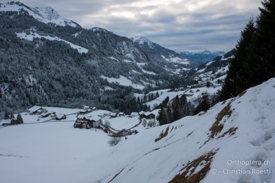 Heuschrecken so im Winter zu beobachten und zu fotografieren ist schon ein sehr spezielles Erlebnis.