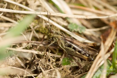 Wir fanden ein Weibchen des Nachtigall-Grashüpfers (Chorthippus biguttulus)