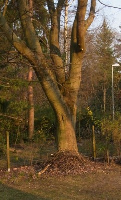 I Alte Eiche im Garten mit Stein am Fuß