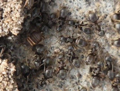 Myrmecophilus acervorum im Ameisennest