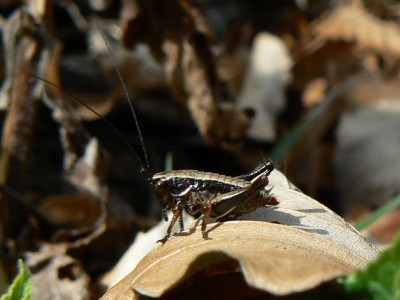 noch kleine Nymphe von Pholidoptera aptera 30.03.2014